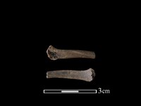 狗獾骨藏品圖，第1張