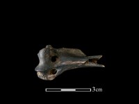 狗獾骨藏品圖，第2張