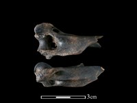 狗獾骨藏品圖，第1張