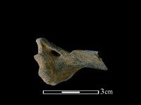 穿山甲骨藏品圖，第1張