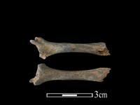 穿山甲骨藏品圖，第1張