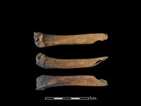 獐骨藏品圖，第1張