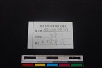 獐骨藏品圖，第3張