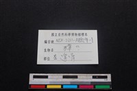 獐骨藏品圖，第3張