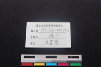 獐骨藏品圖，第3張
