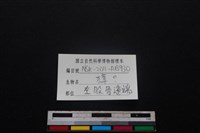 獐骨藏品圖，第3張