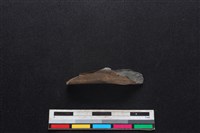 獐骨藏品圖，第1張