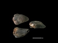 獐骨藏品圖，第1張