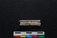 鹿科骨藏品圖，第1張