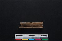 鹿科骨藏品圖，第2張