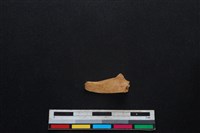 鹿科骨藏品圖，第1張