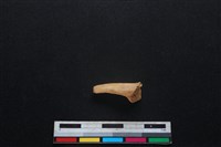 鹿科骨藏品圖，第2張