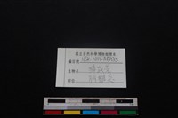 鹿科骨藏品圖，第3張