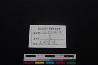 山羌骨藏品圖，第3張