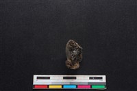 山羌骨藏品圖，第2張