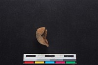 鹿科骨藏品圖，第2張