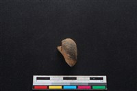 鹿科骨藏品圖，第3張