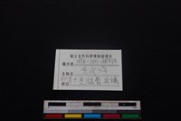 鹿科骨藏品圖，第4張