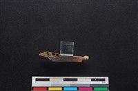 山羌骨藏品圖，第3張