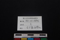 山羌骨藏品圖，第4張