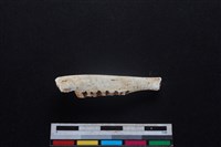 山羌骨藏品圖，第2張