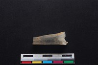 鹿科骨藏品圖，第1張