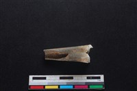 鹿科骨藏品圖，第2張