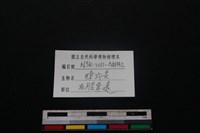 鹿科骨藏品圖，第3張