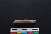 鹿科骨藏品圖，第1張