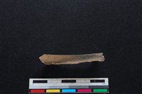 鹿科骨藏品圖，第2張