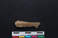 鹿科骨藏品圖，第3張