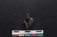 山羌骨藏品圖，第3張