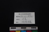 山羌骨藏品圖，第3張
