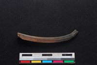 鹿科骨藏品圖，第1張