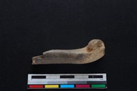 山羌骨藏品圖，第2張