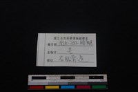 山羌骨藏品圖，第5張