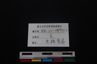 山羌骨藏品圖，第3張
