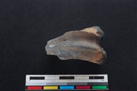 山羌骨藏品圖，第3張