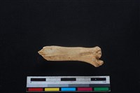 山羌骨藏品圖，第1張