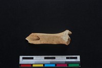 山羌骨藏品圖，第2張