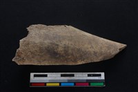 梅花鹿骨藏品圖，第1張