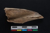 梅花鹿骨藏品圖，第2張