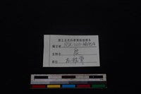 梅花鹿骨藏品圖，第3張