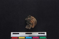 梅花鹿骨藏品圖，第1張