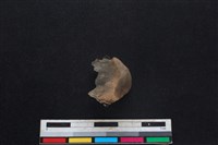 梅花鹿骨藏品圖，第2張