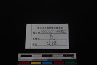 梅花鹿骨藏品圖，第3張