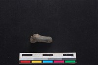 梅花鹿骨藏品圖，第1張