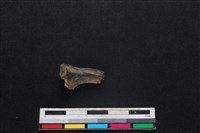 梅花鹿骨藏品圖，第2張