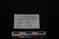 梅花鹿骨藏品圖，第3張