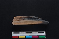 梅花鹿骨藏品圖，第2張